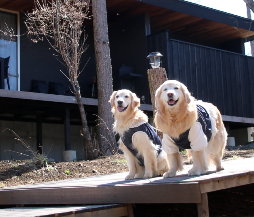 Gufoでの朝を楽しむ犬達