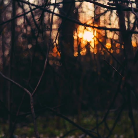 木々から差し込む夕焼け