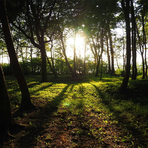 木々から差し込む朝焼けの光