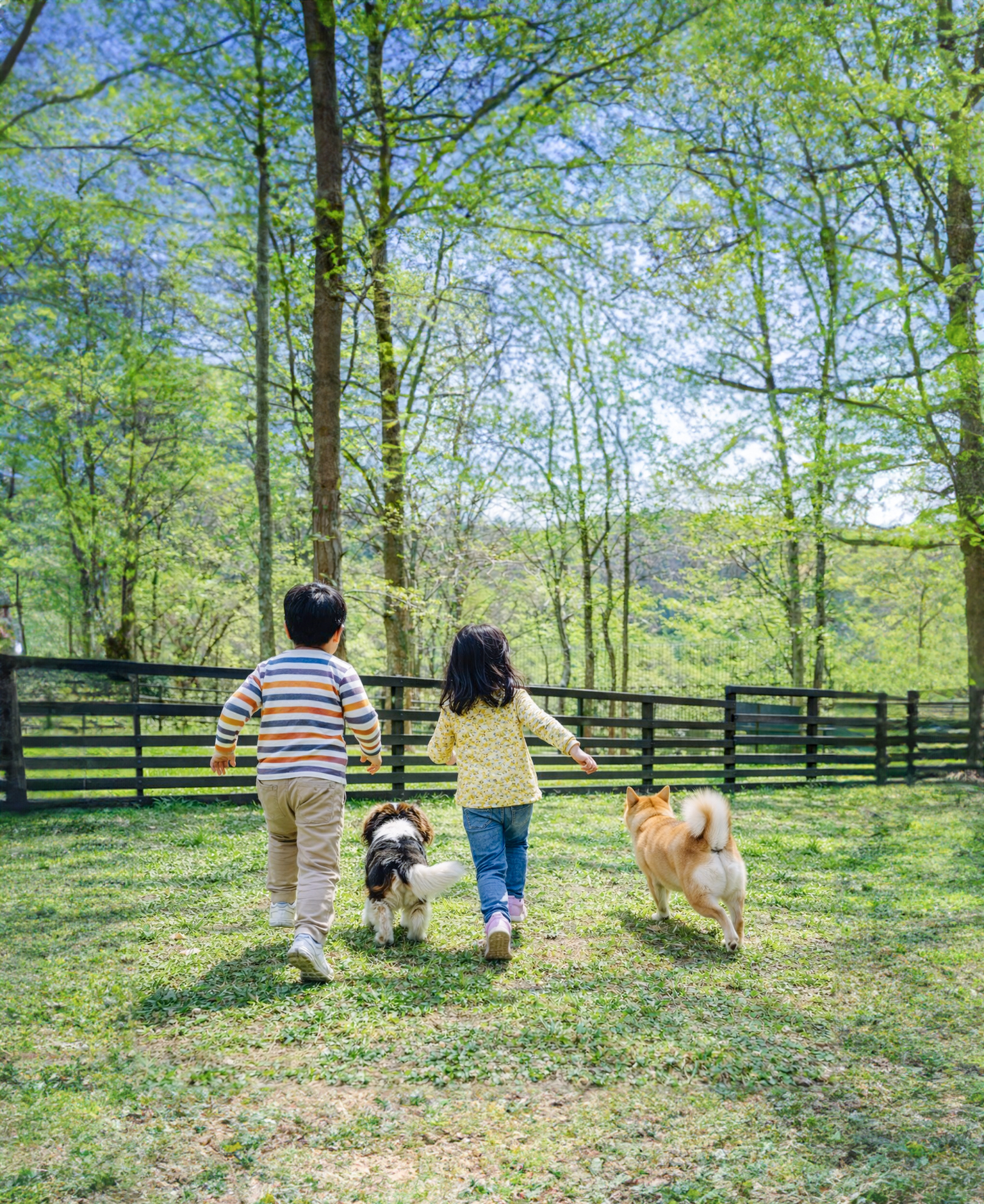 Gufoのドックランについて