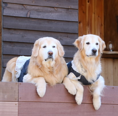 Gufo富士山中湖でくつろぐペットのわんちゃん
