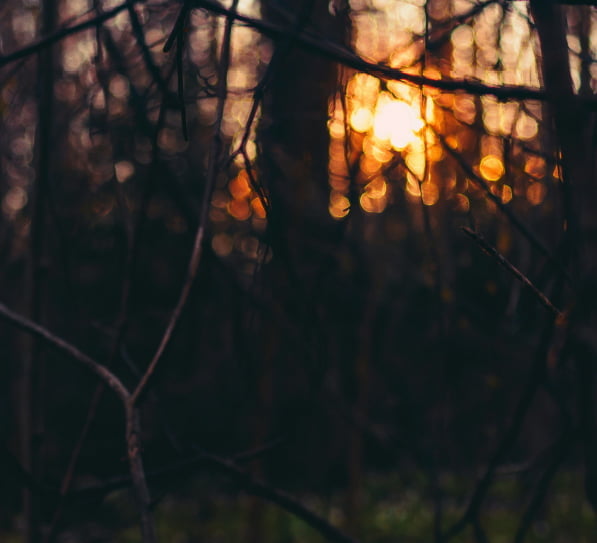 Gufo富士山中湖夜の周辺地域の風景写真
