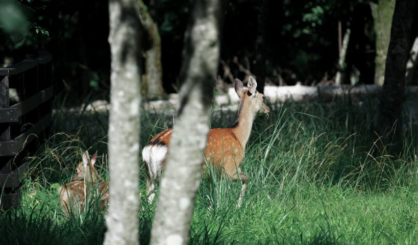 Gufo富士山中湖に時折訪れる鹿の写真