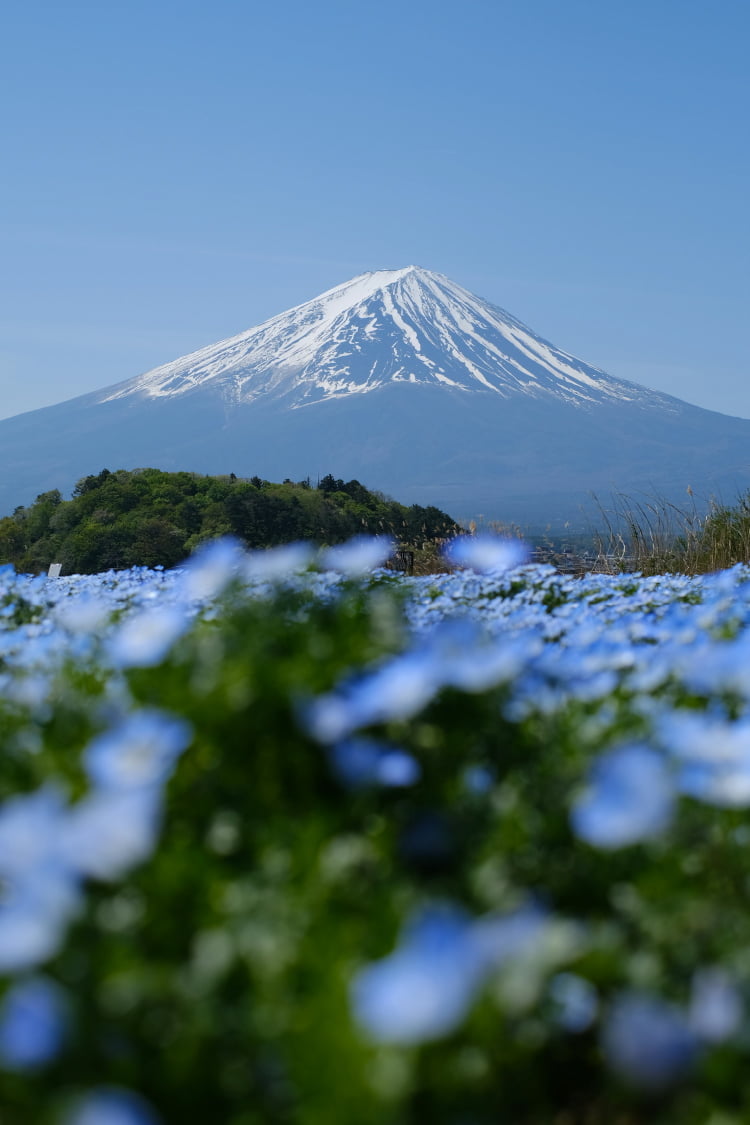 春の富士山