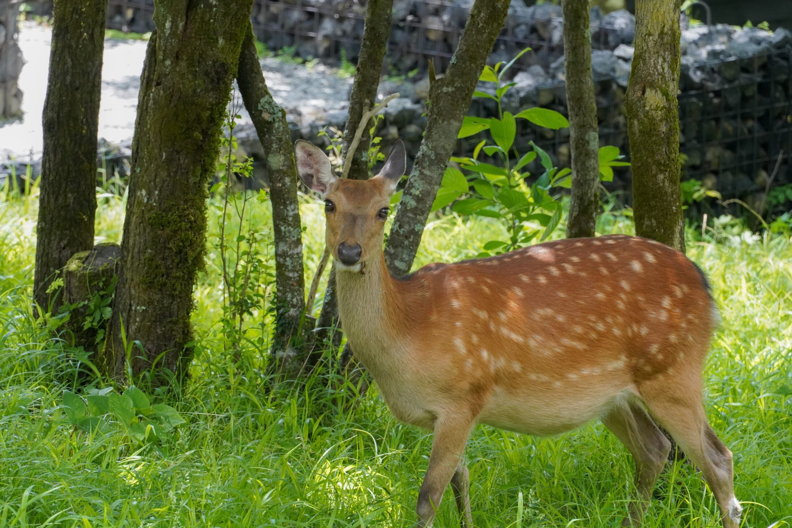 deer